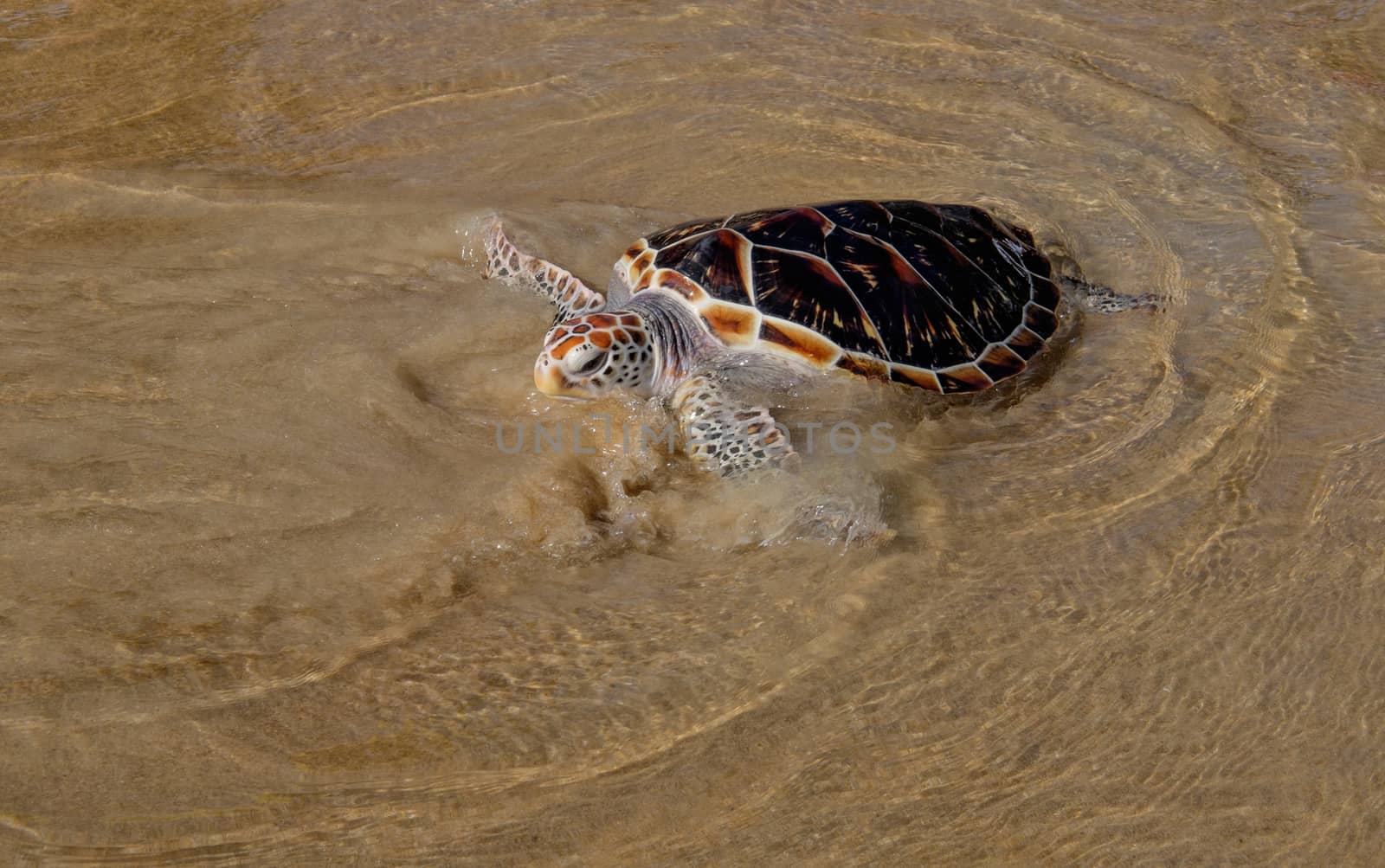 Tortoise is going into the sea on the sand beach by rainfallsup