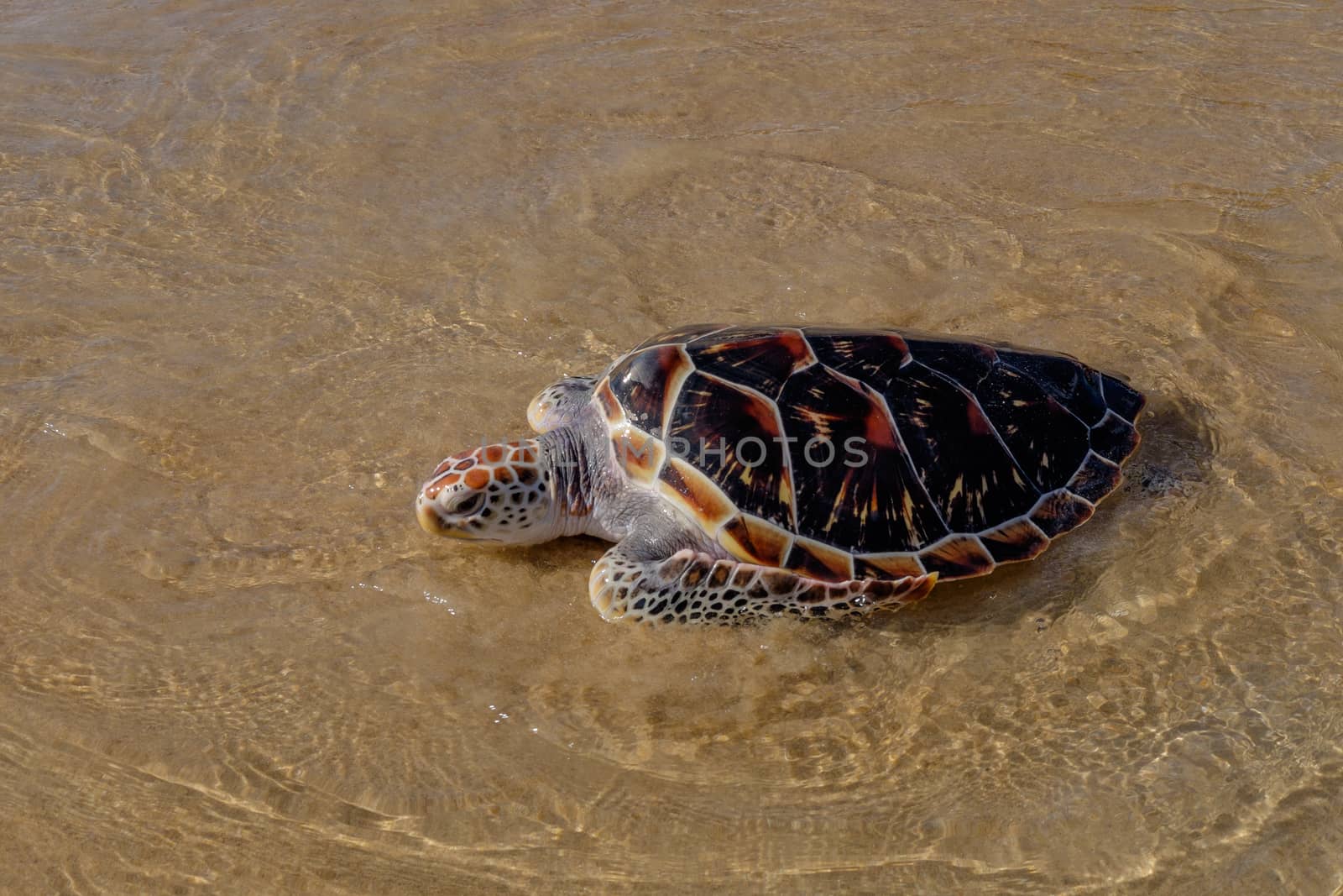 Tortoise is going into the sea on the sand beach