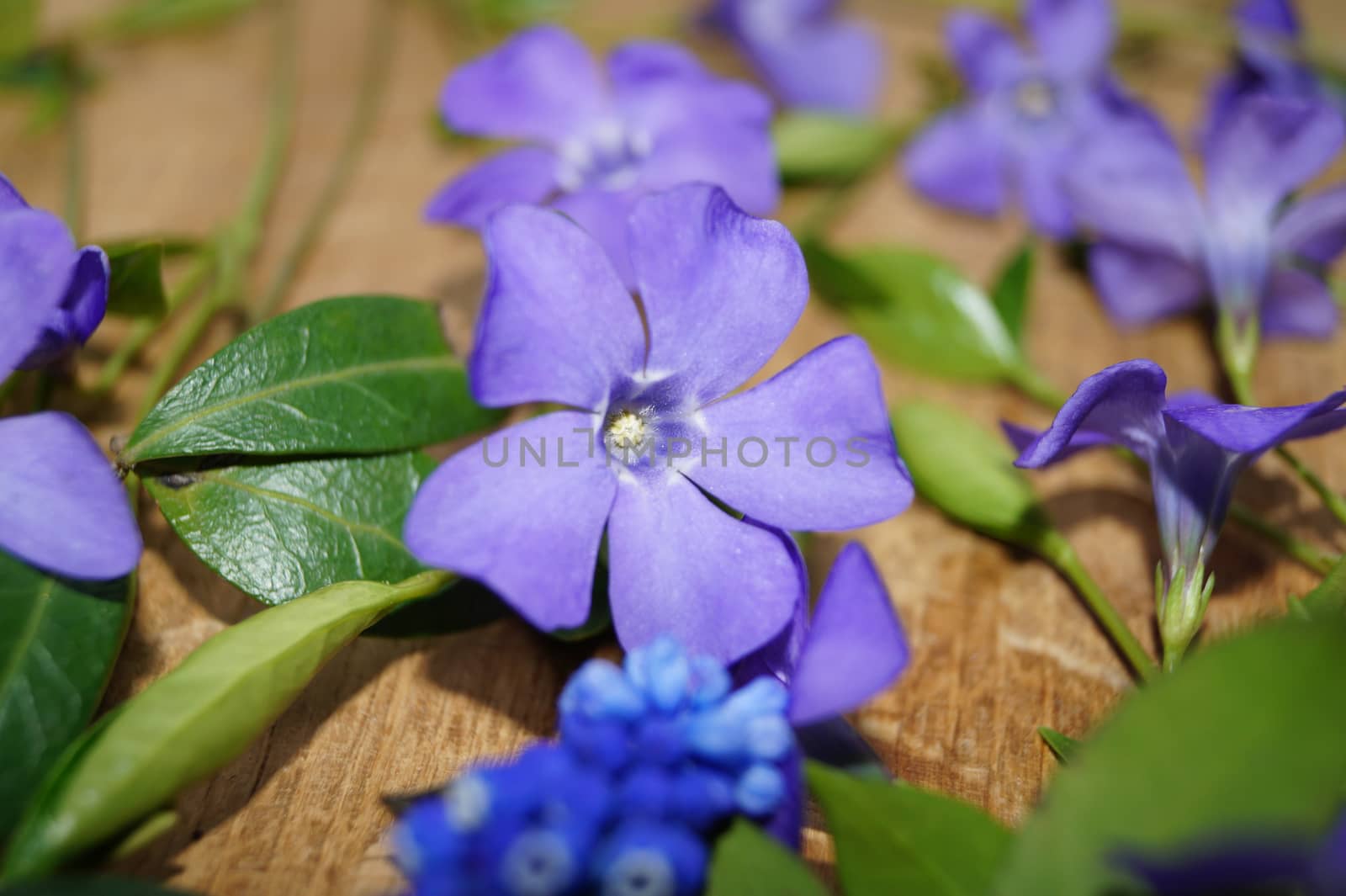 spring violet blue flowers and green leaves background