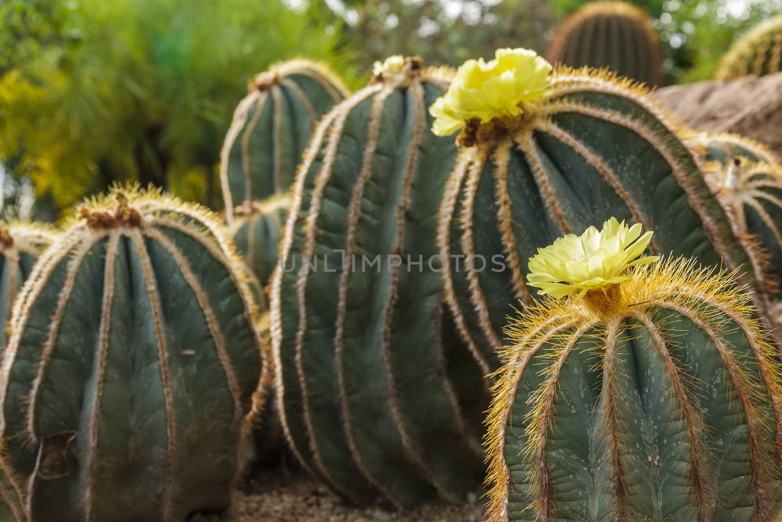 yellow prickly pear flower in full bloom