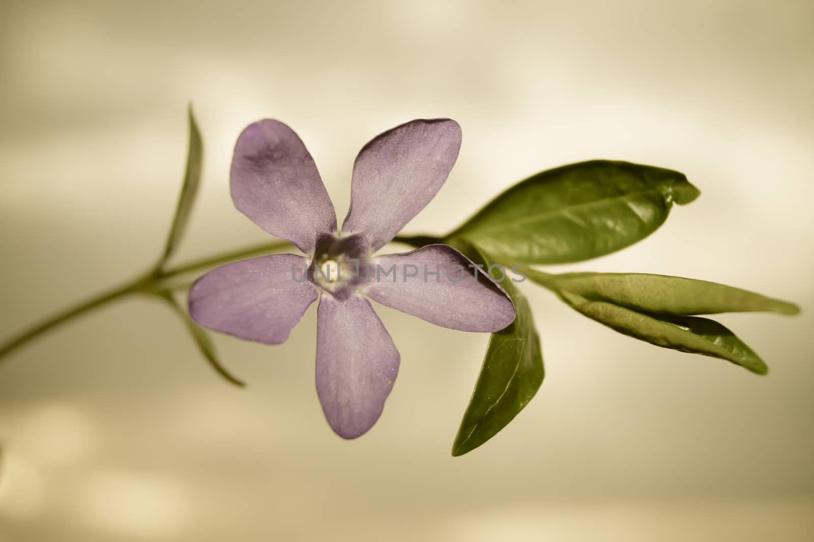 purple spring flower periwinkle