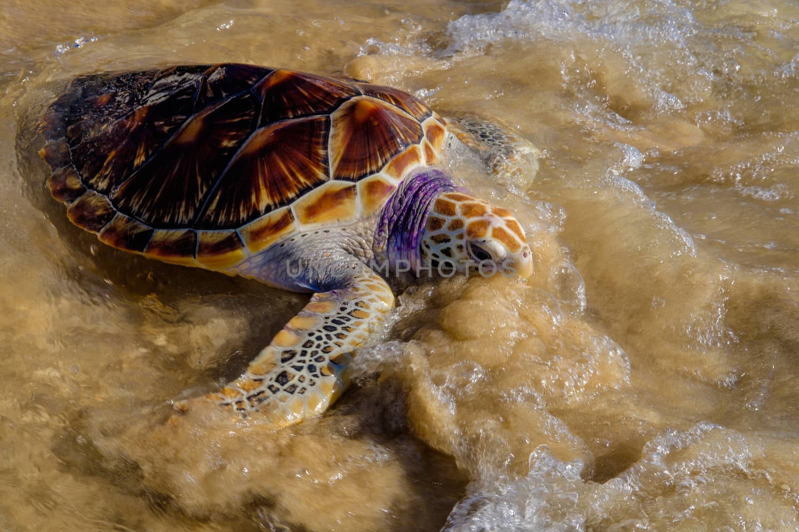 Tortoise is going into the sea on the sand beach by rainfallsup