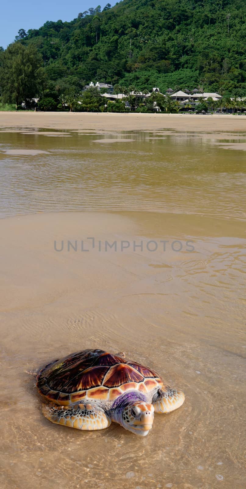 Sea tortoise on the beach near the sea with nice resort in the trees in the background