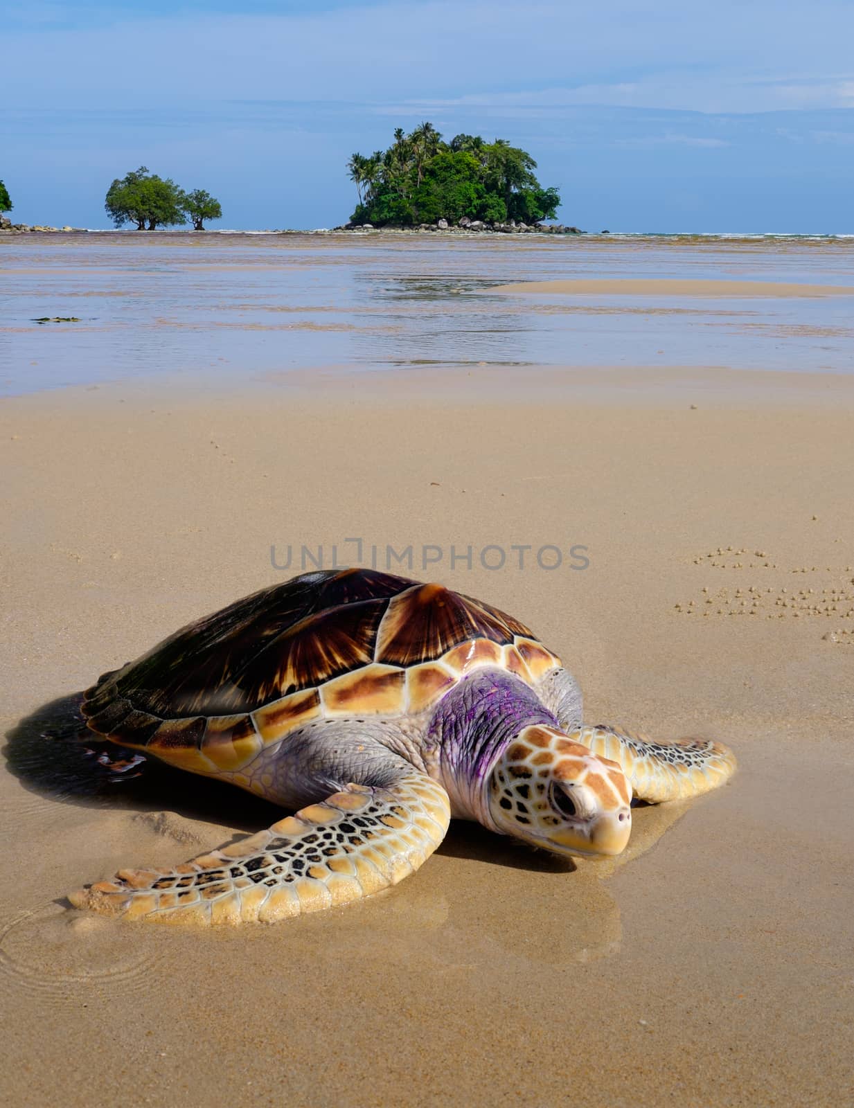 Sea tortoise on the beach near the sea with pretty small island  by rainfallsup