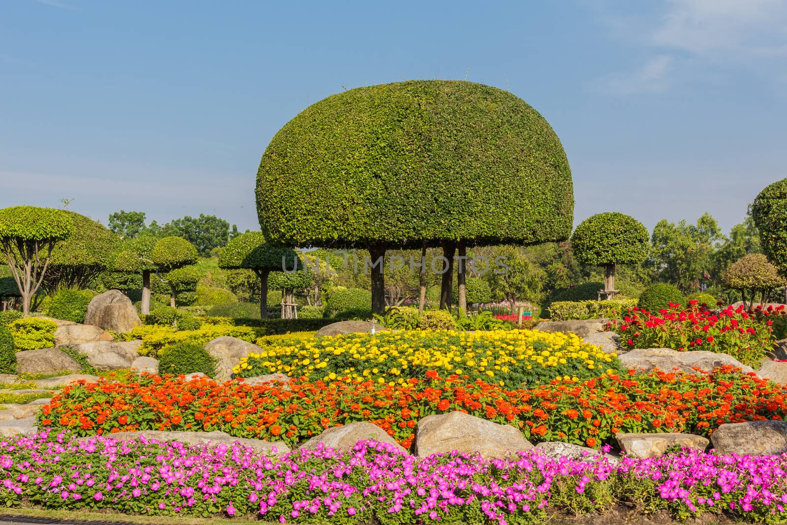 flowering rock garden in spring