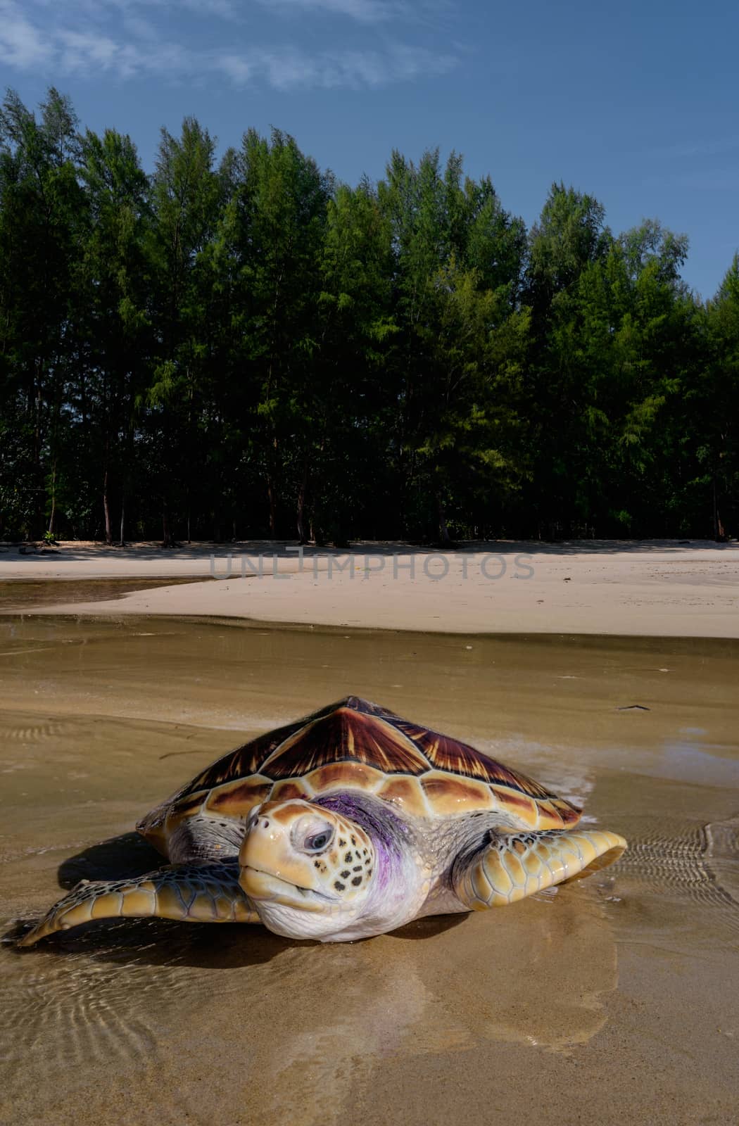 Sea tortoise on the beach near the sea with the trees in the bac by rainfallsup