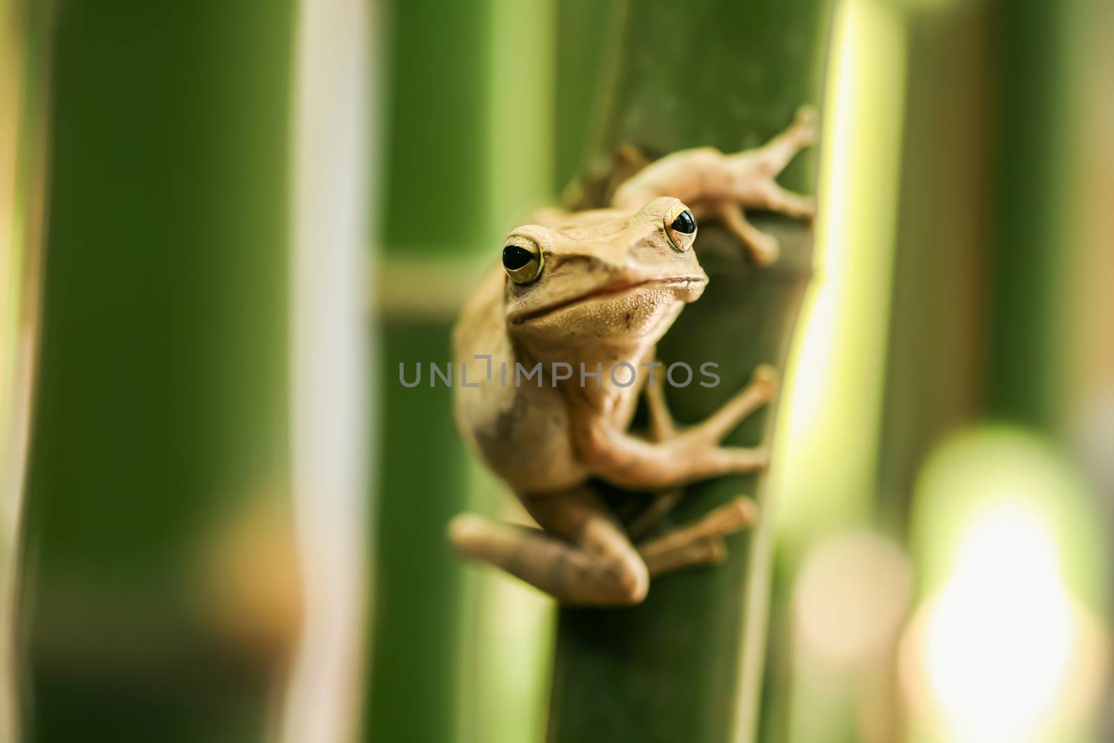Tree frogs, two islands in the bamboo garden.