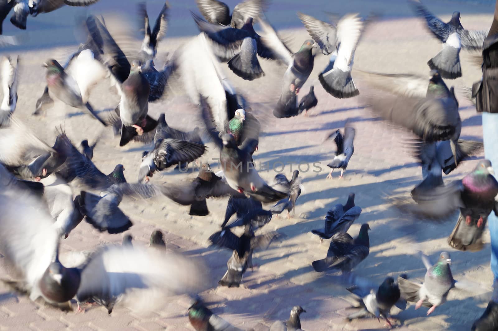 a crowd of pigeons fly off in search of food abstract