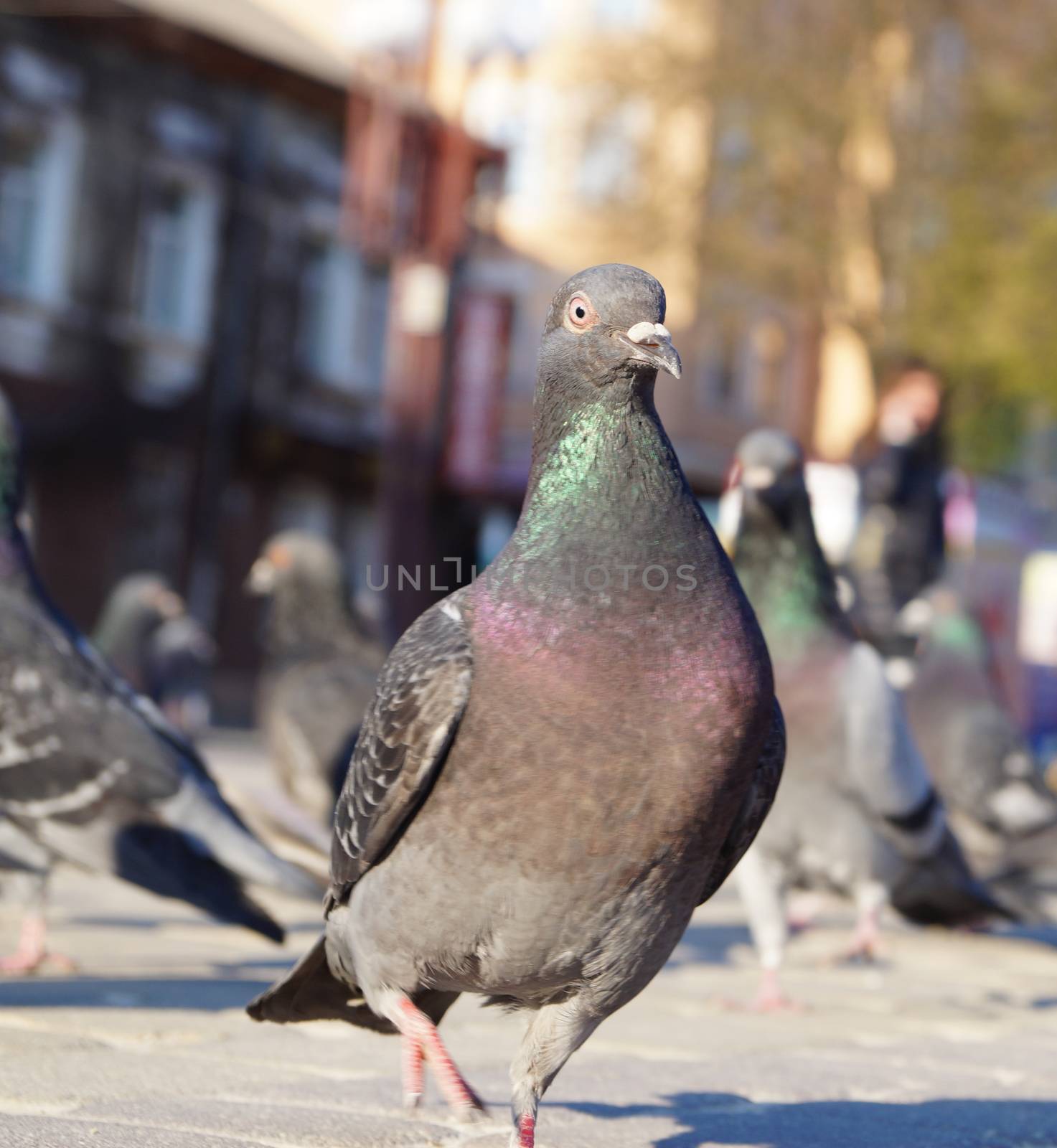 dove with open beak coming down the street