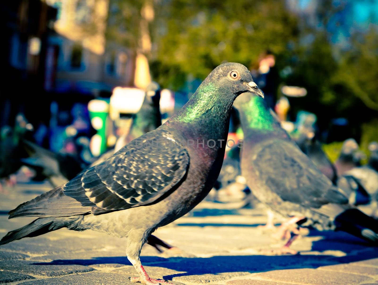 birds pigeons on the streets of the city