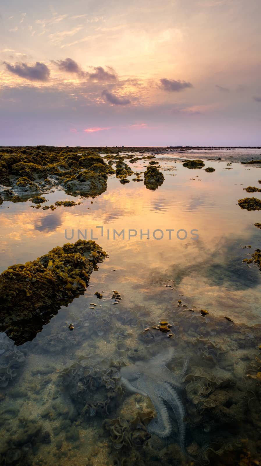 Little octopus crawls between the stones in low tide sea water and the beautiful sunrise