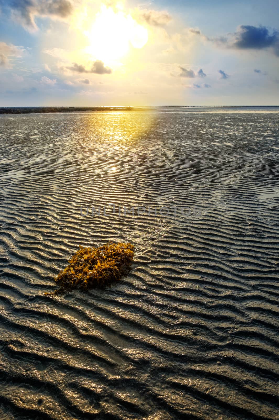 Seaweed in the sand during low tide ocean water and wonderful sunrise