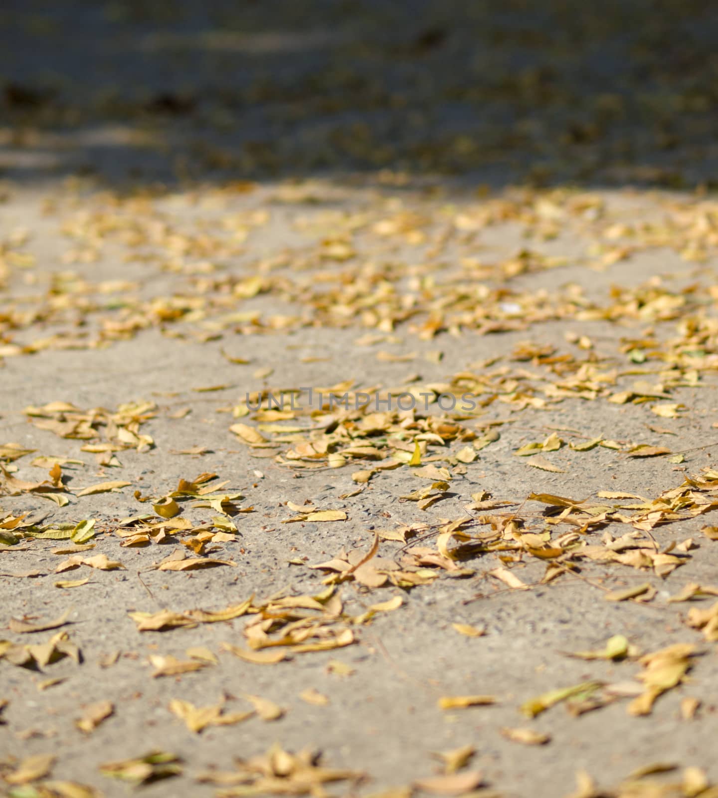 COLOR PHOTO OF SHALLOW DEPTH OF FIELD OF DRY YELLOW LEAVES