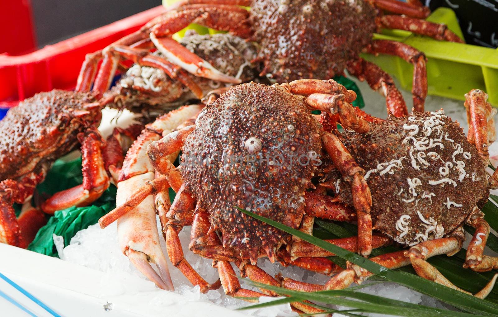 Spider crabs for sale at French provincial market by pixinoo