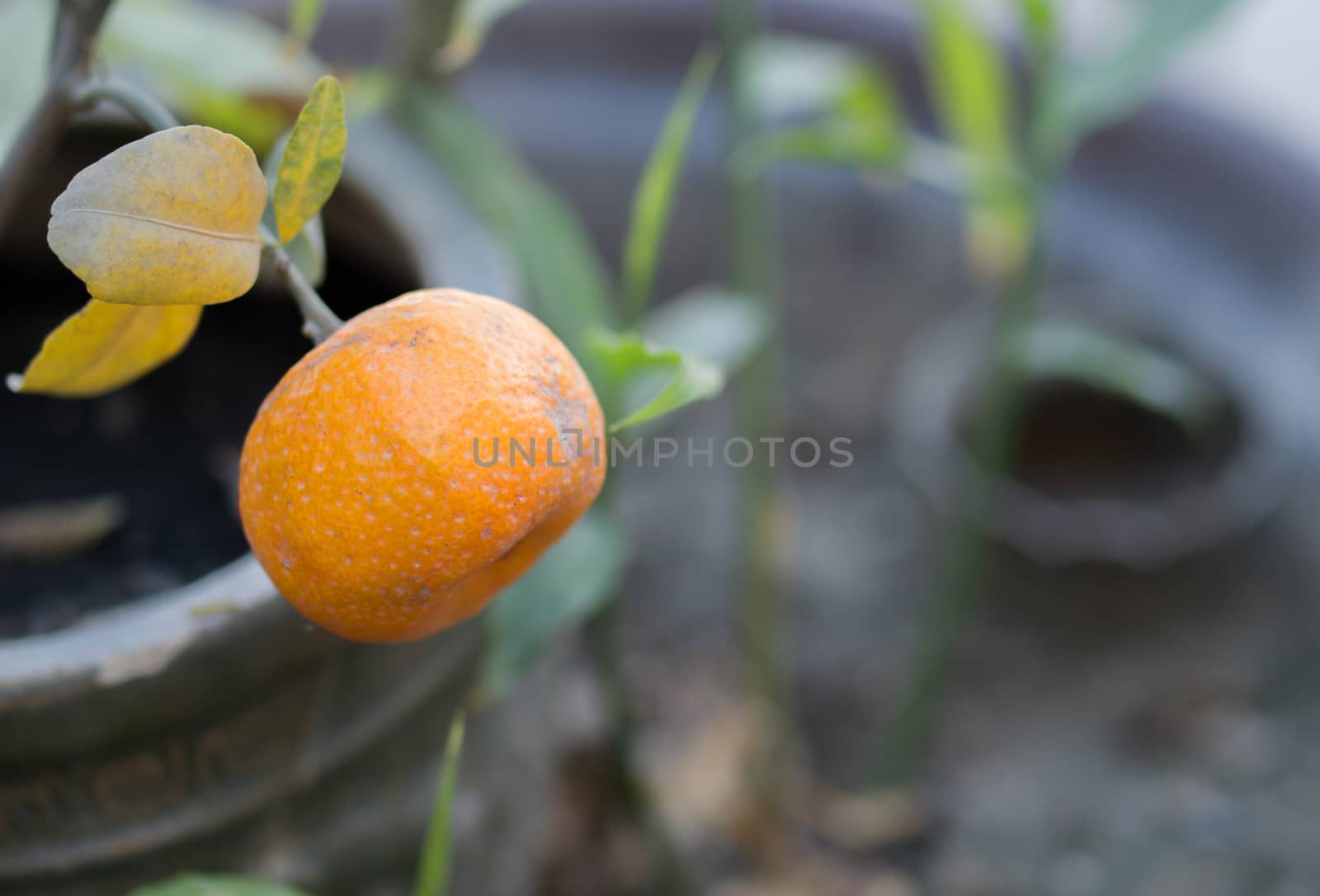 COLOR PHOTO OF RIPE SMALL SINGLE ORANGE FRUIT