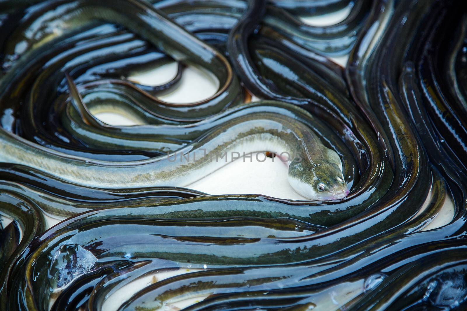 eel fish for sale at French provincial market by pixinoo