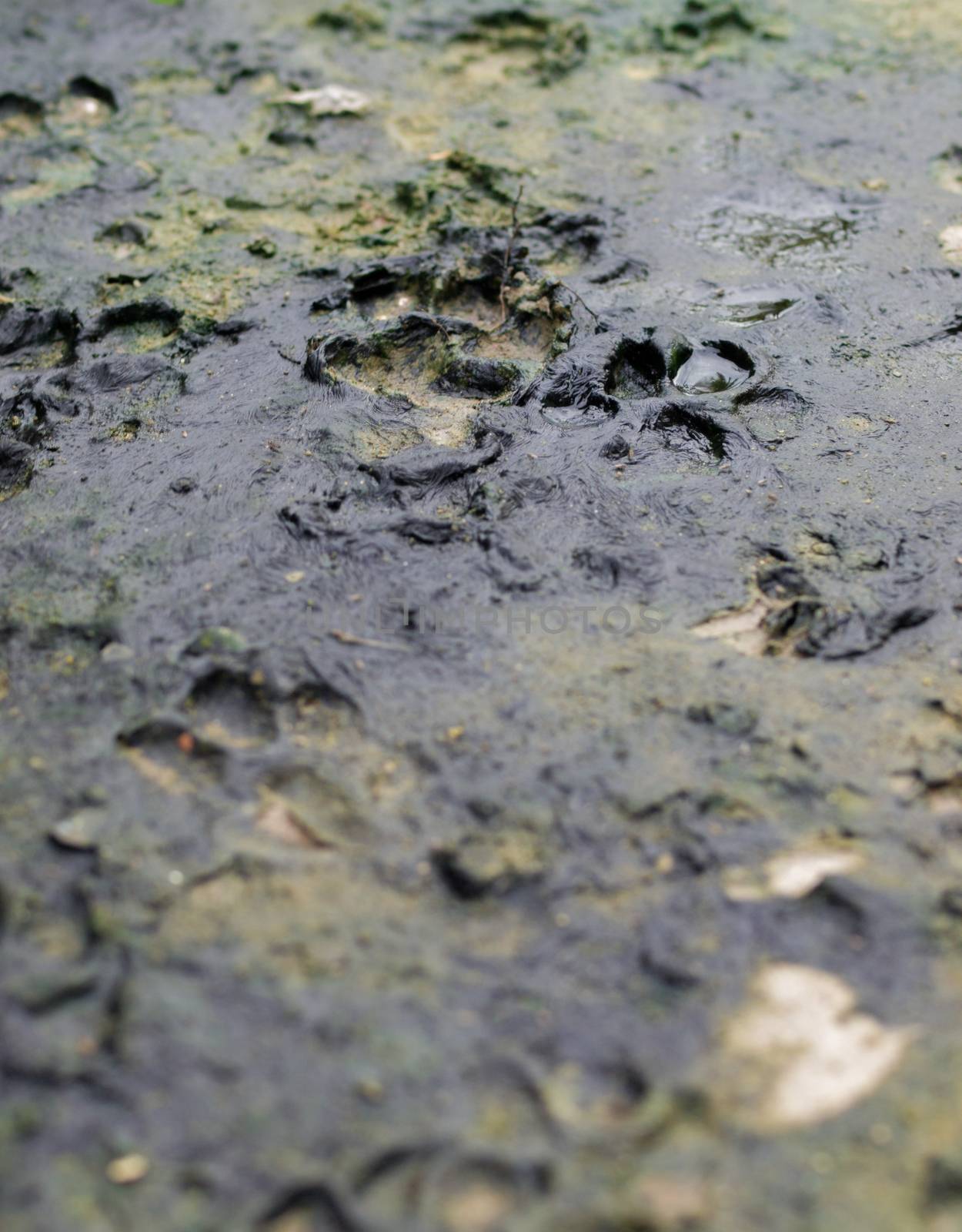 DOG TRACKS IN THE MUD by PrettyTG