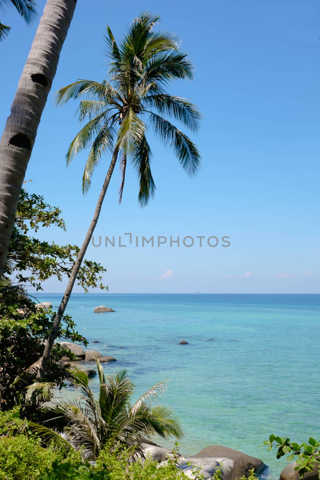 Palm and the sea. Exotic tropical landscape by rainfallsup