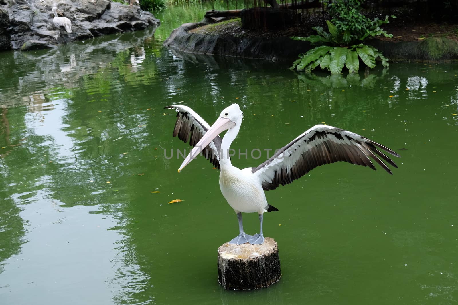 Pelican spreds his wings by rainfallsup
