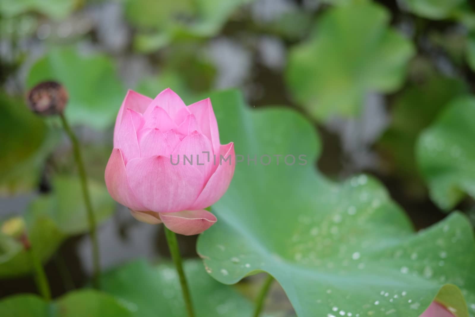 Pink lotus in the pond by rainfallsup