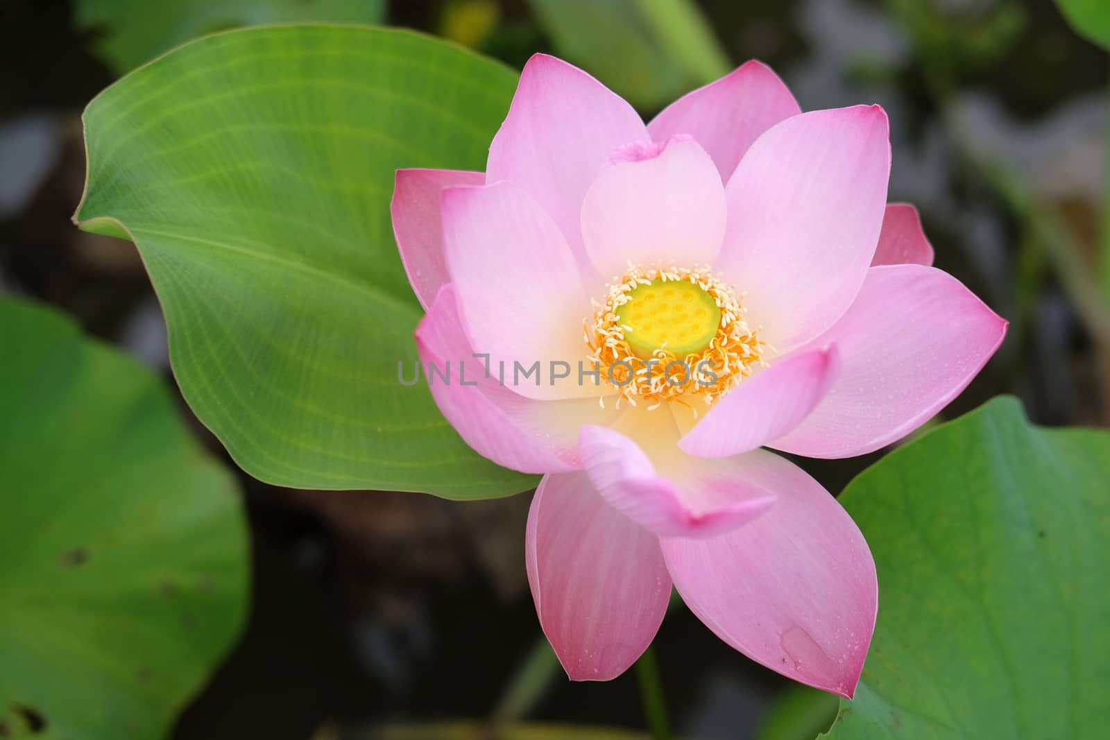 Pink lotus in the pond by rainfallsup
