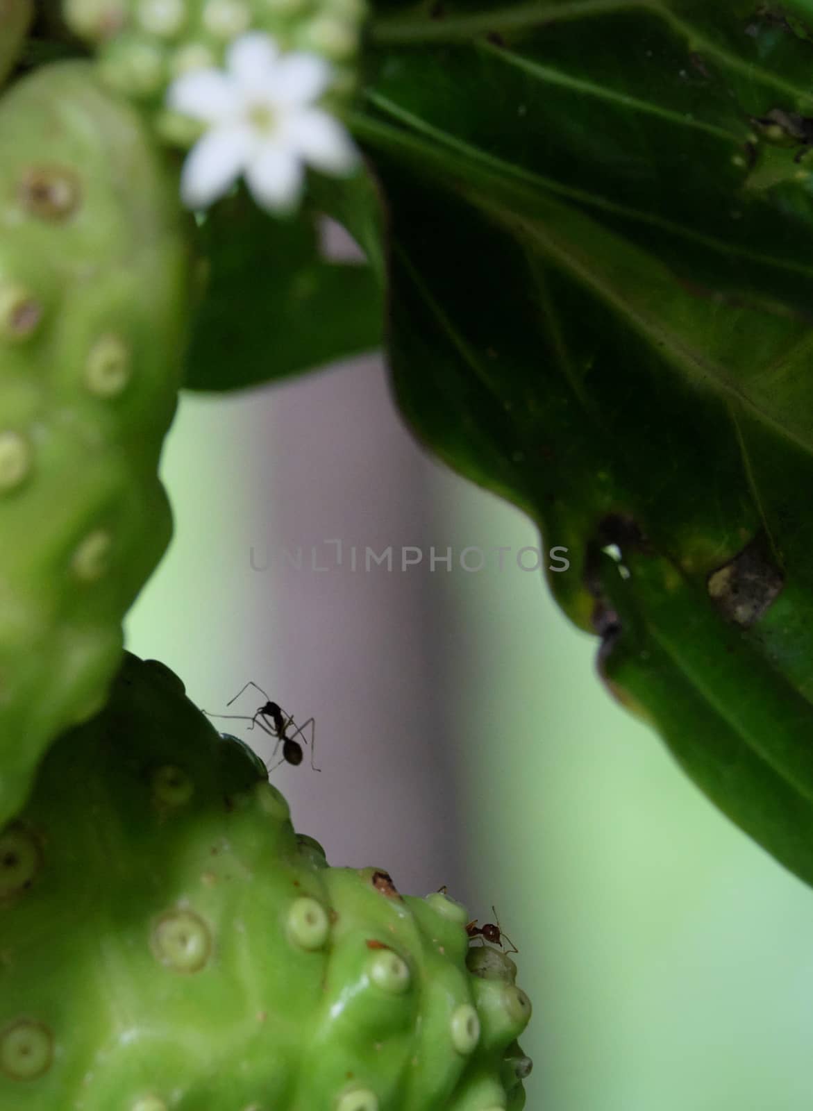 ant and tropical plant Noni or Indian Mulberry (Morinda. Citrifolia Linn)