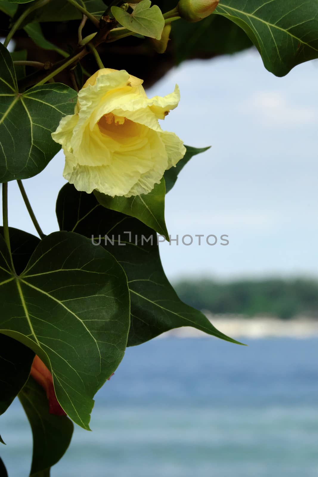 Beautiful  Beach Maho flower with ocean and island in the background