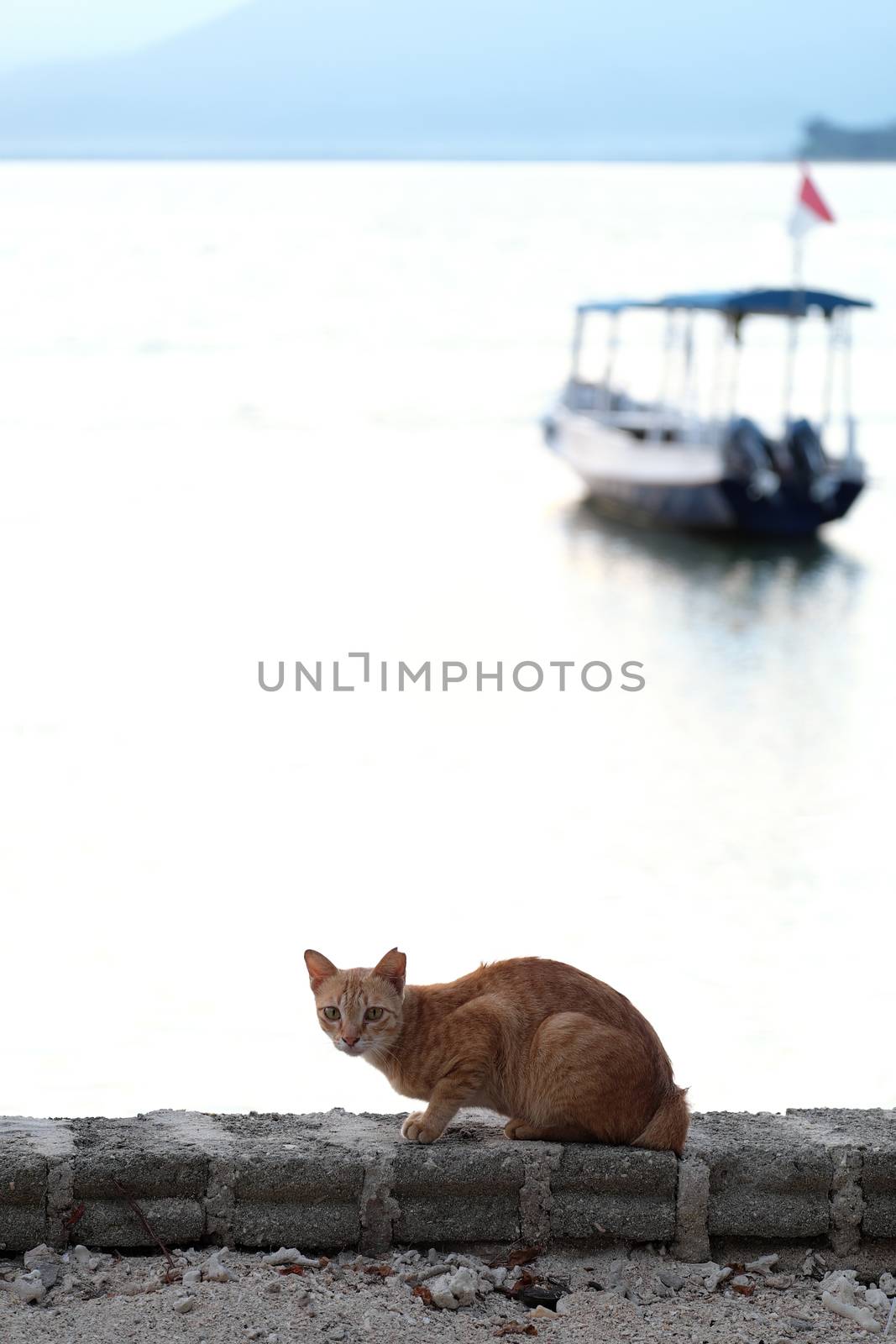 Cat at the sea with boat in the background in the early morning. by rainfallsup