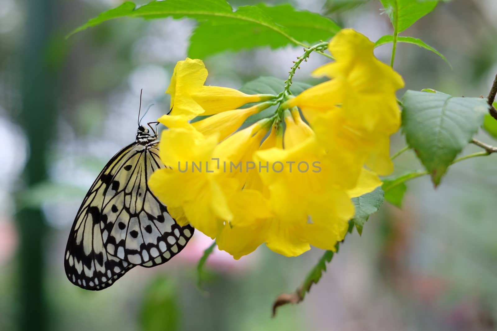 Idea stolli logani . Black and white butterly on yellow flower by rainfallsup