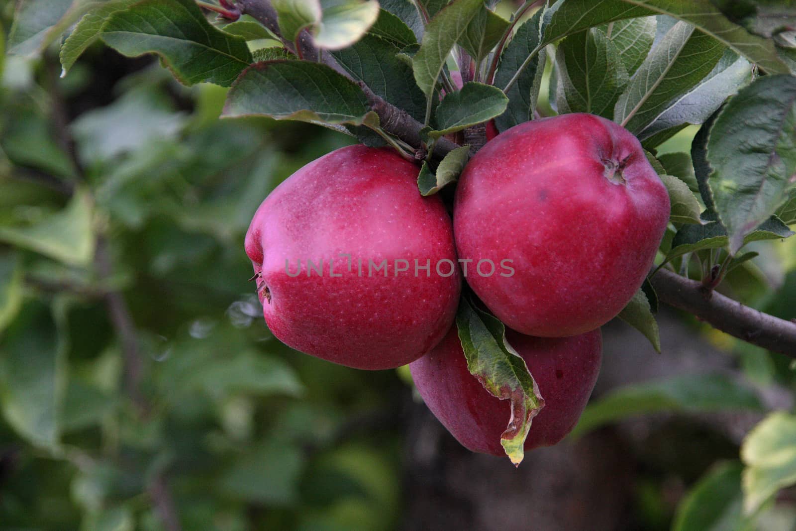 Three red apples on the tree. green leaves in the bsckground