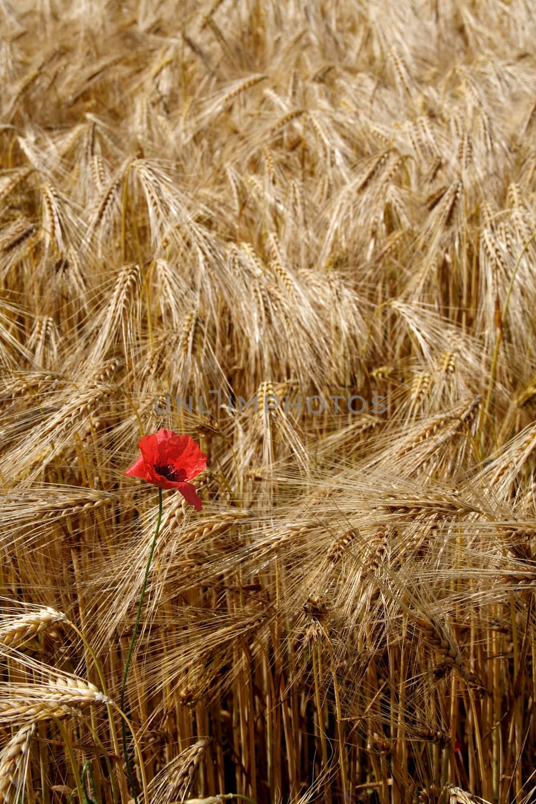 Lonely poppy in a field of rye by rainfallsup