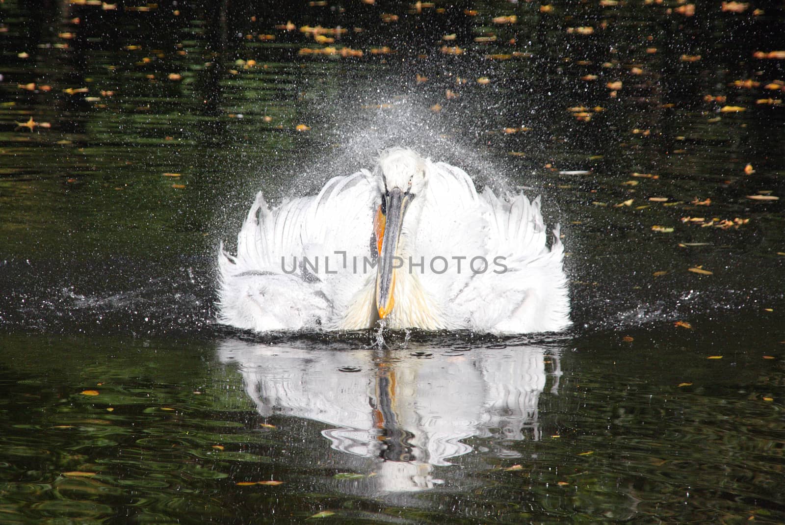 Shaking pelican sprays water droplets in the lake by rainfallsup