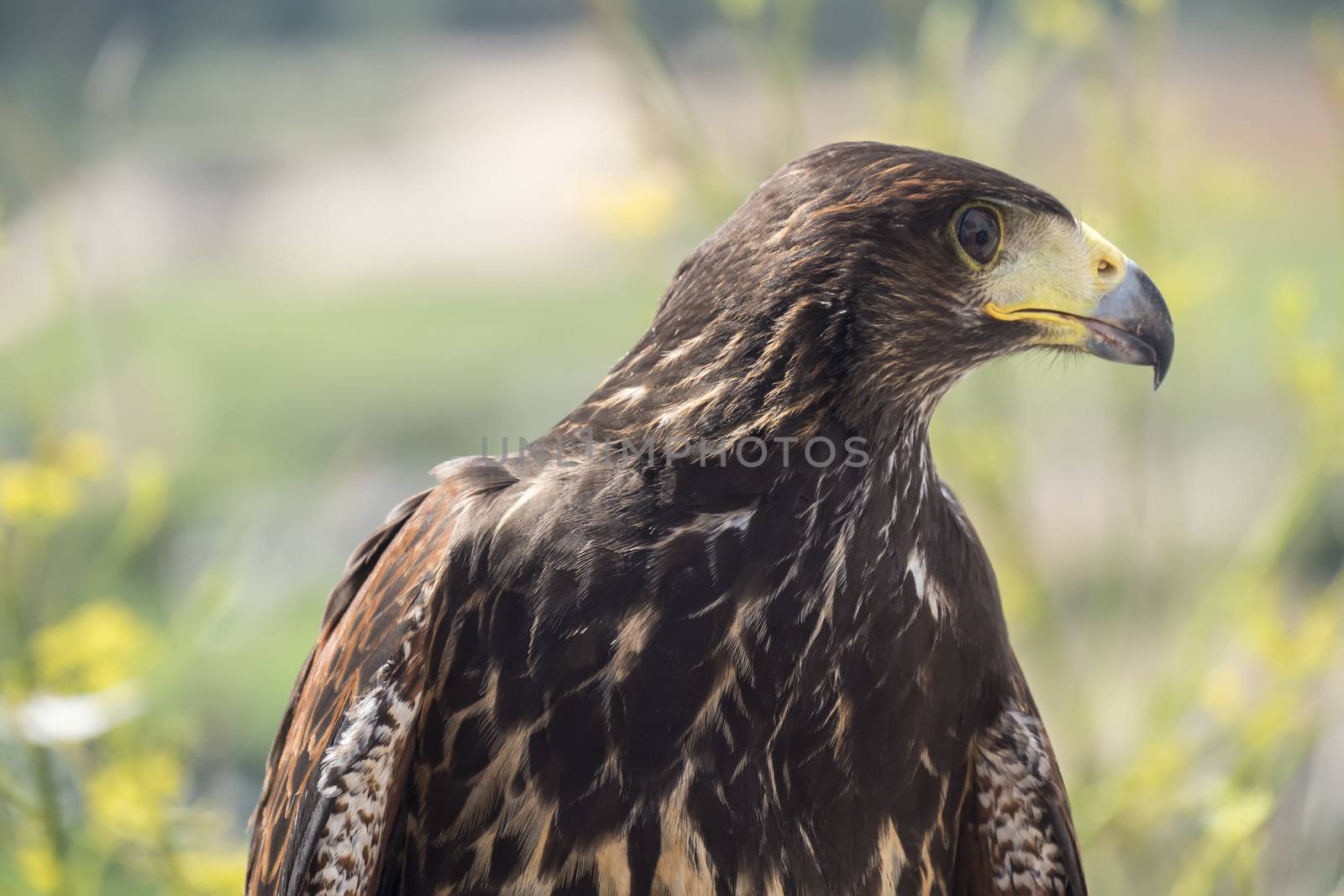 Golden eagle resting in the sun with open mouth by max8xam