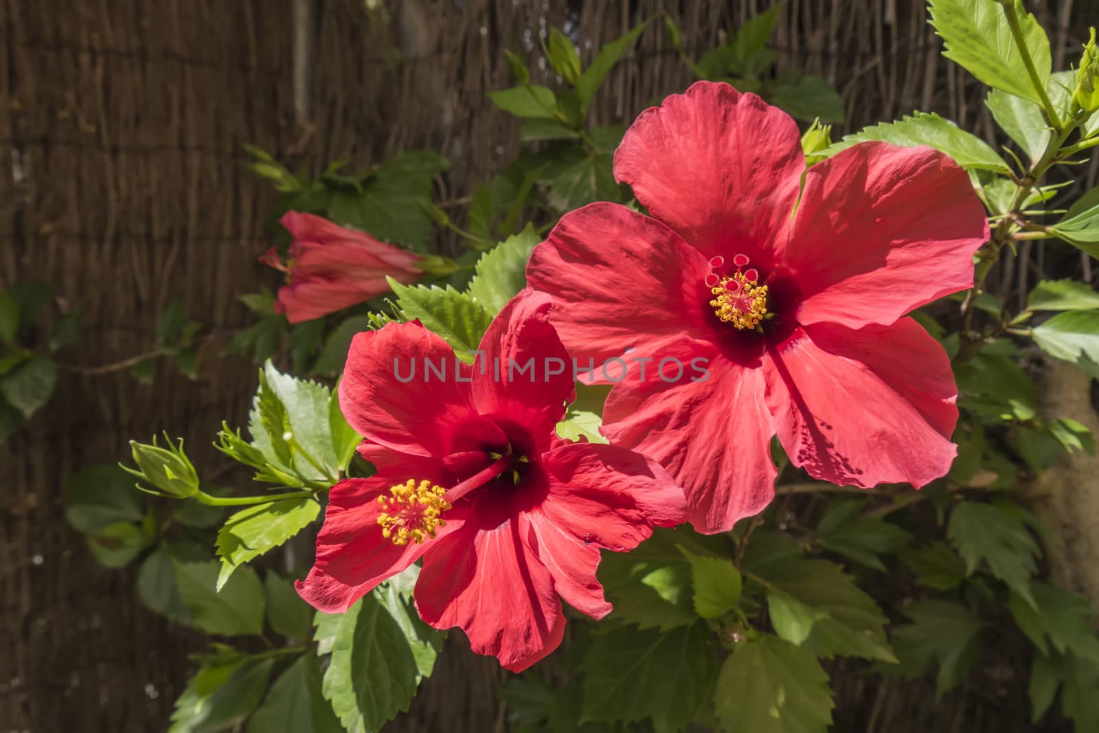 Red hibiscus flowers, sunny day by max8xam