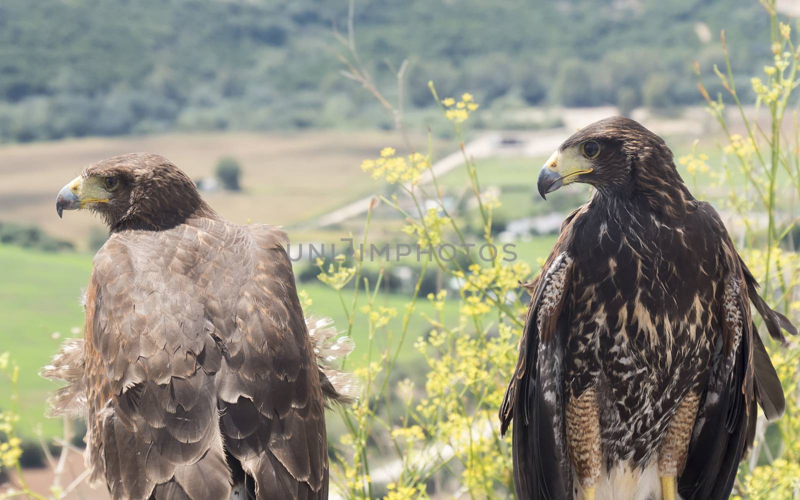 Two golden eagles resting in the sun