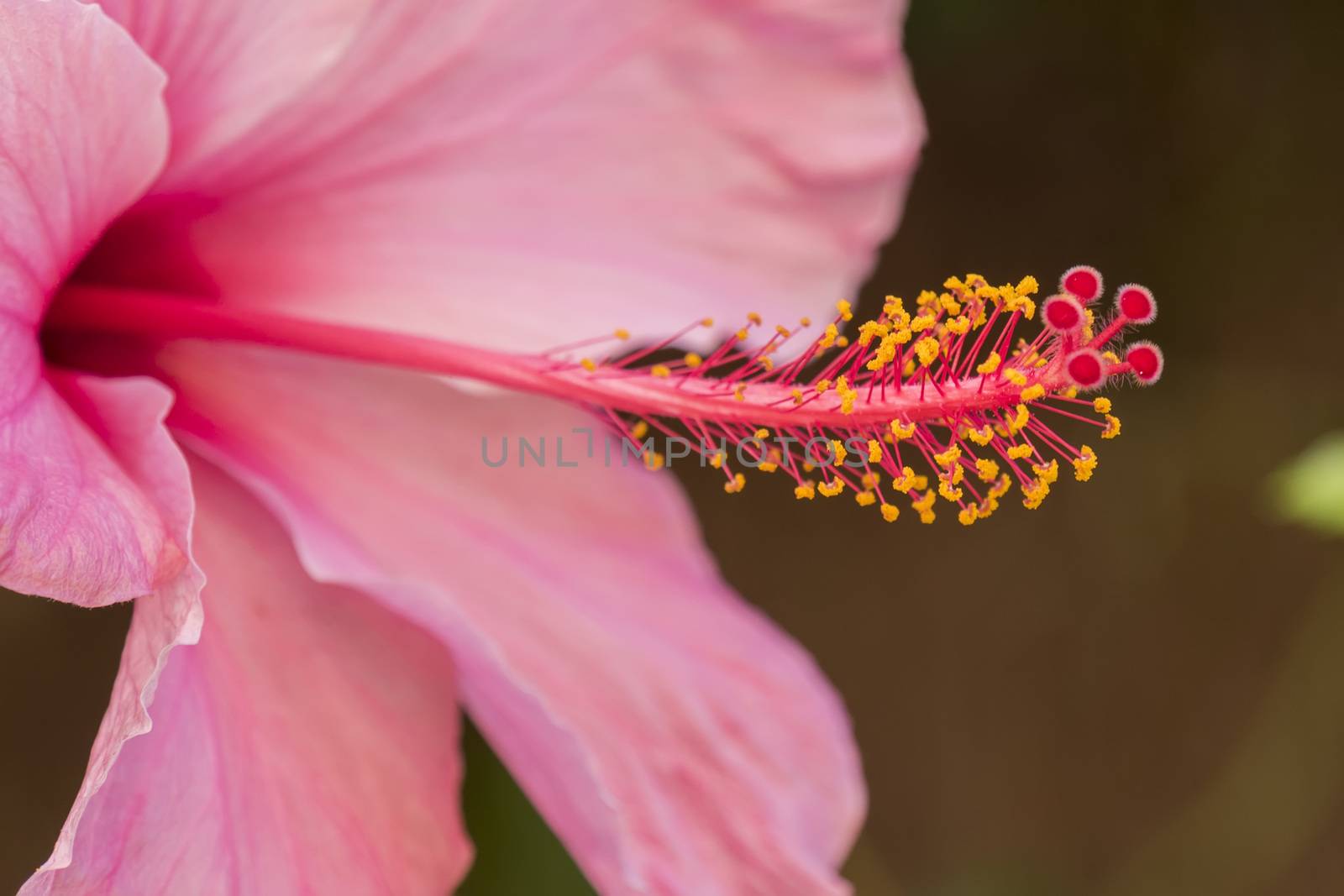 Pink hibiscus flower, sunny day