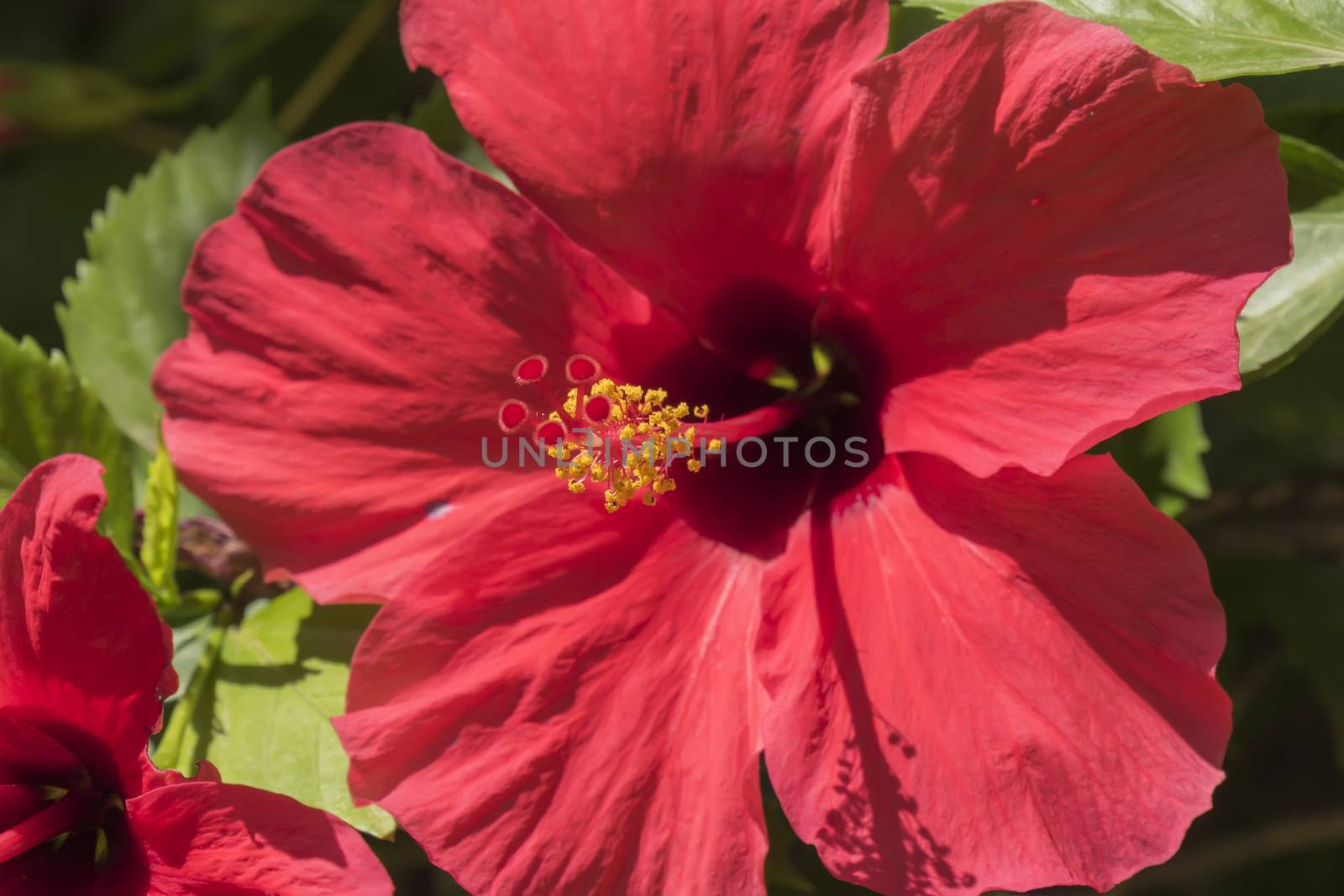 Red hibiscus flower, sunny day
