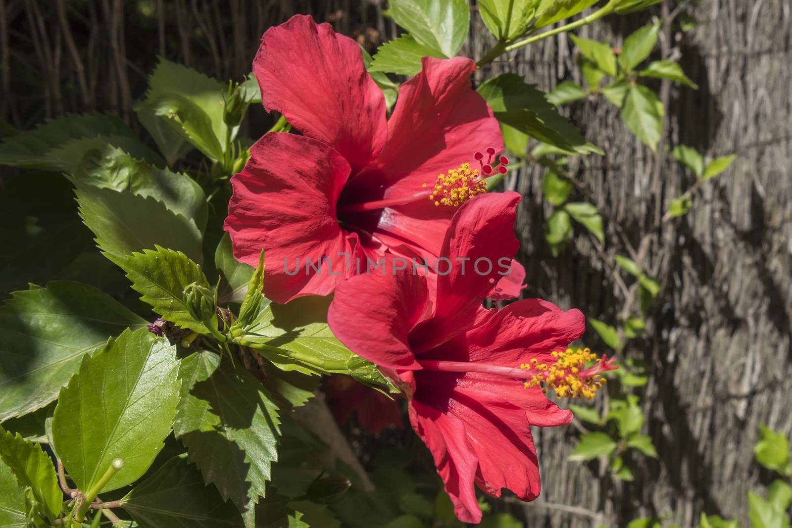 Red hibiscus flowers by max8xam
