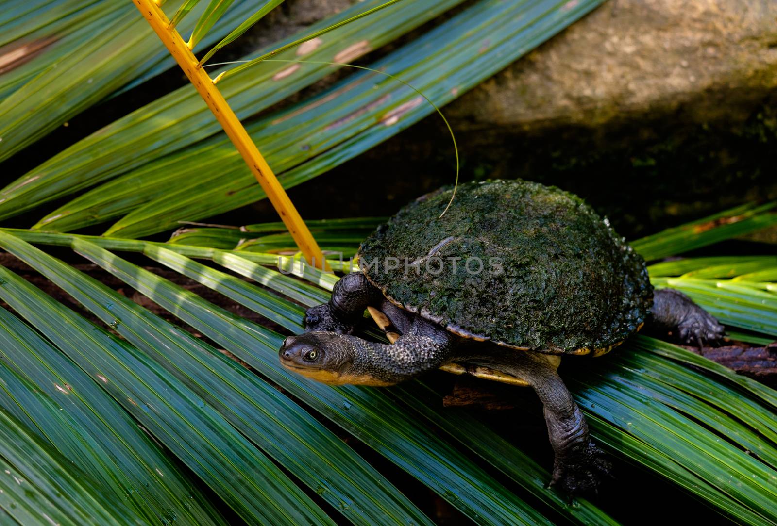 Eastern long-necked turtle covered by algae by rainfallsup