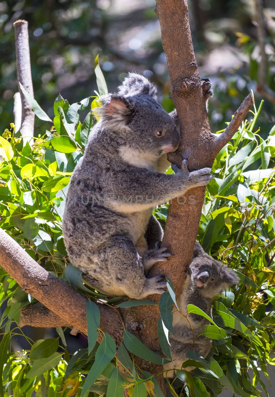 Koala with baby on the tree by rainfallsup