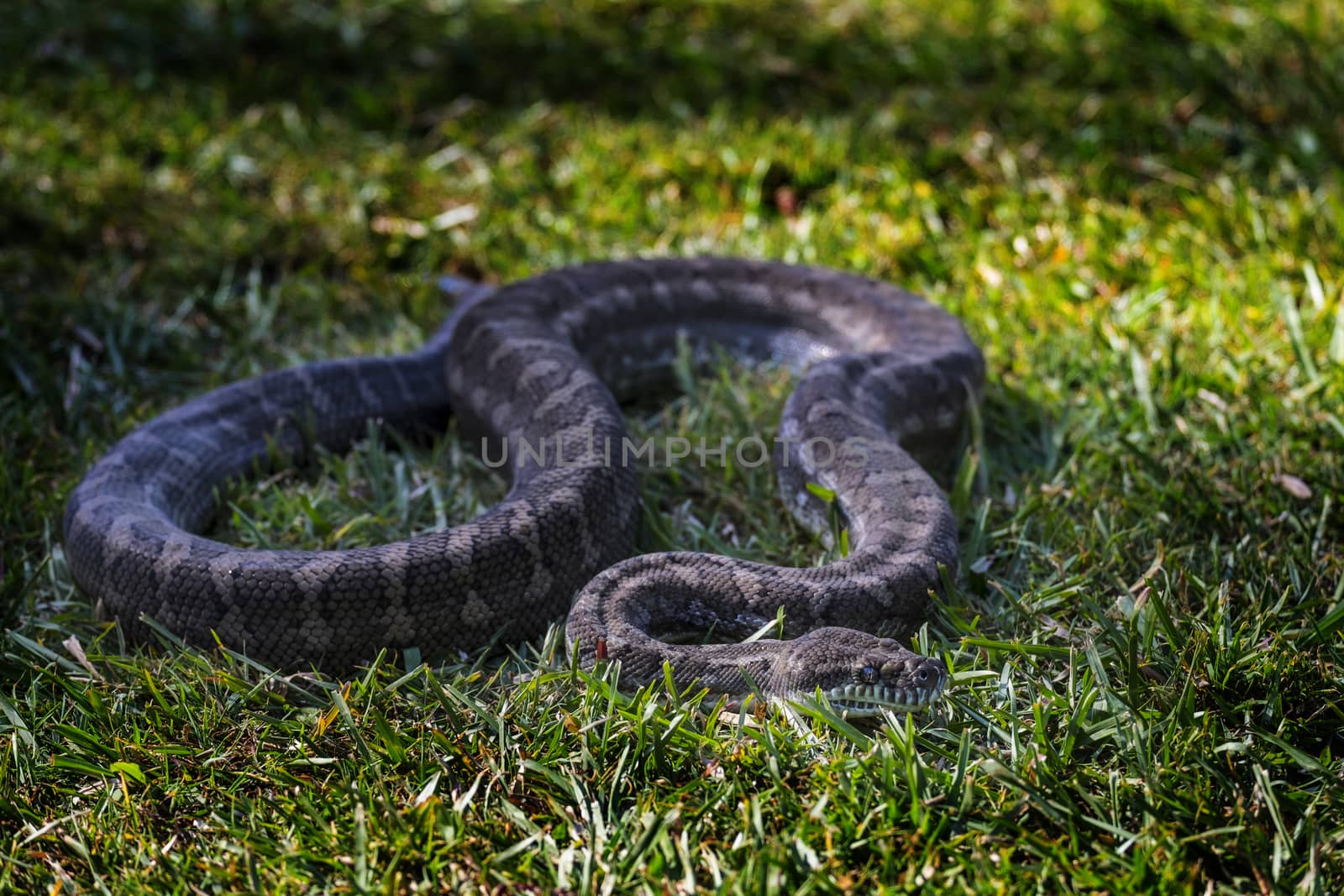 Python in the grass