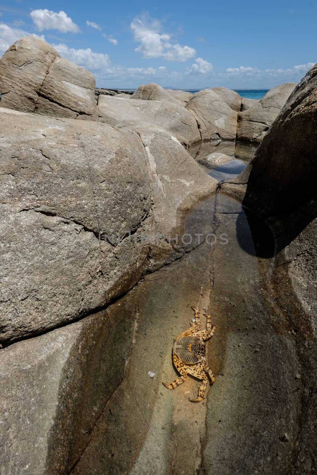 Crab in the little pond in the stone