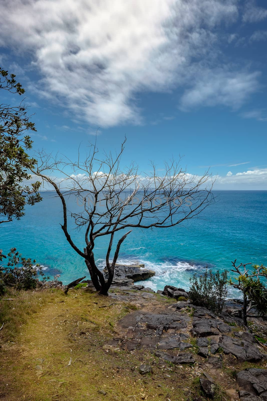 Black tree near blue sea at Dolphin point, Noosa heads, Australi by rainfallsup