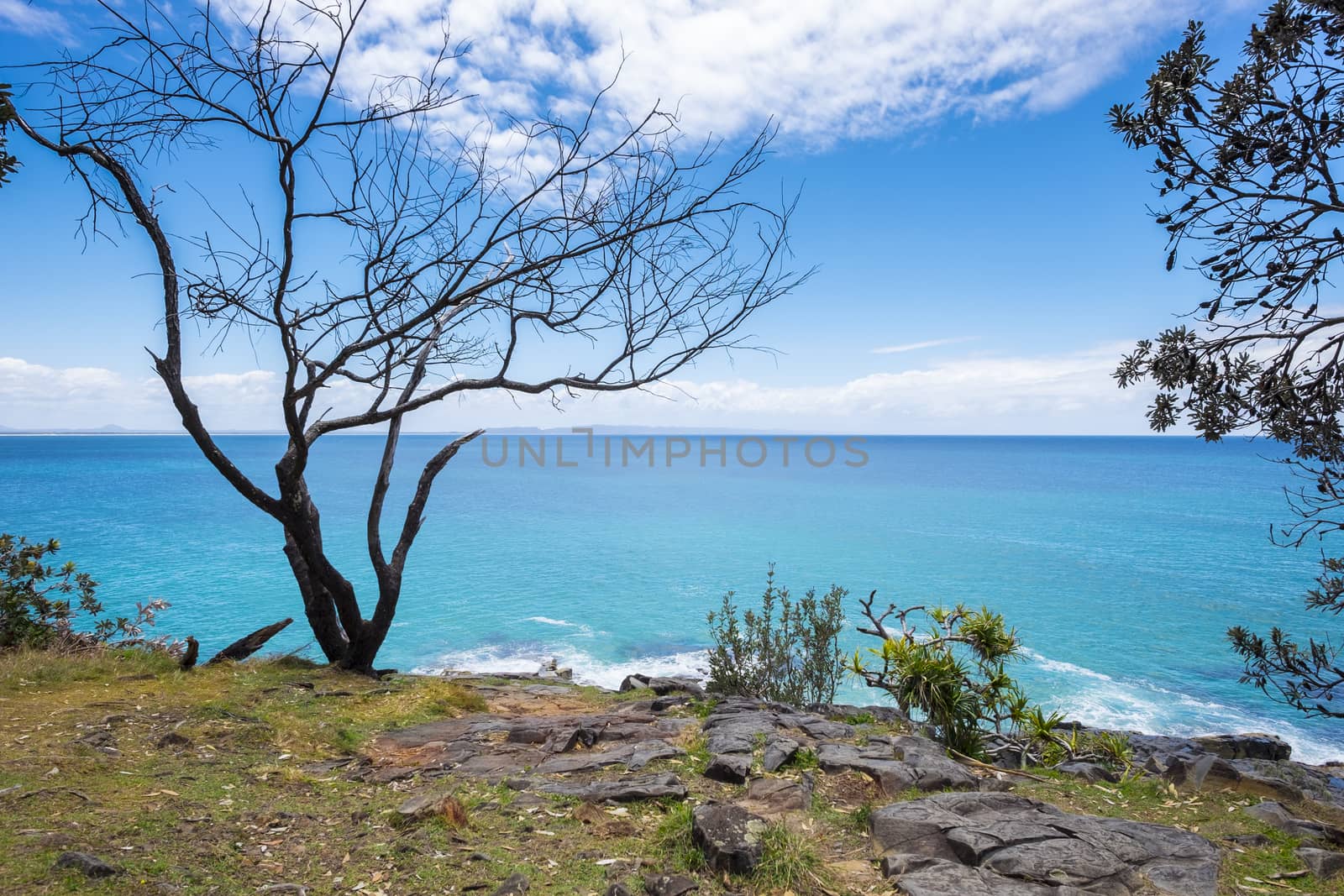 Black tree near blue sea at Dolphin point, Noosa heads, Australi by rainfallsup
