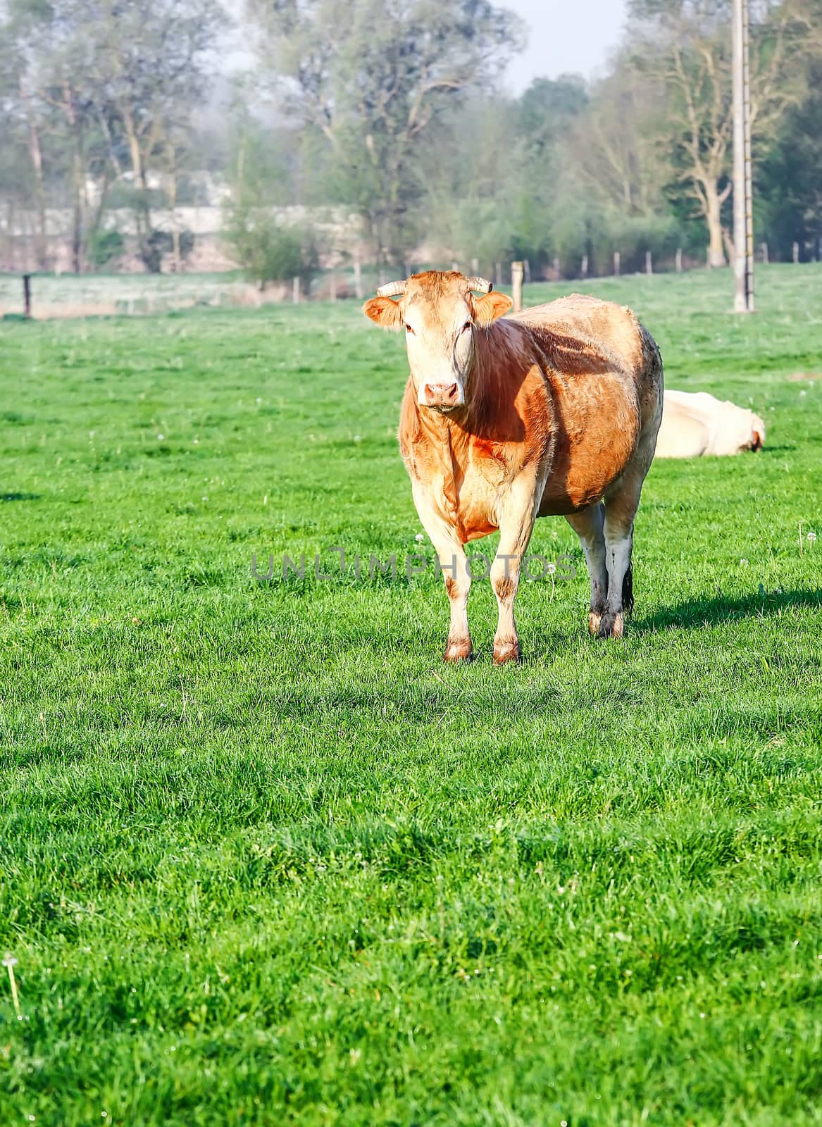 A blonde d'Aquitaine pedigree cow in a green natural meadow by pixinoo