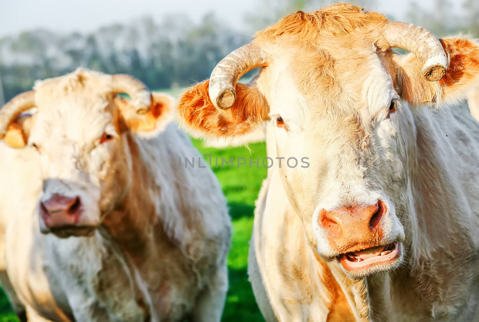 Two blonde d'Aquitaine pedigree cows in a green natural meadow