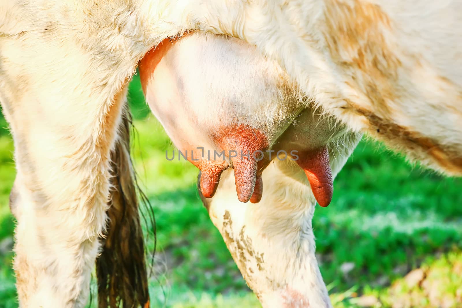 closeup on cow udder of a young cow in a meadow