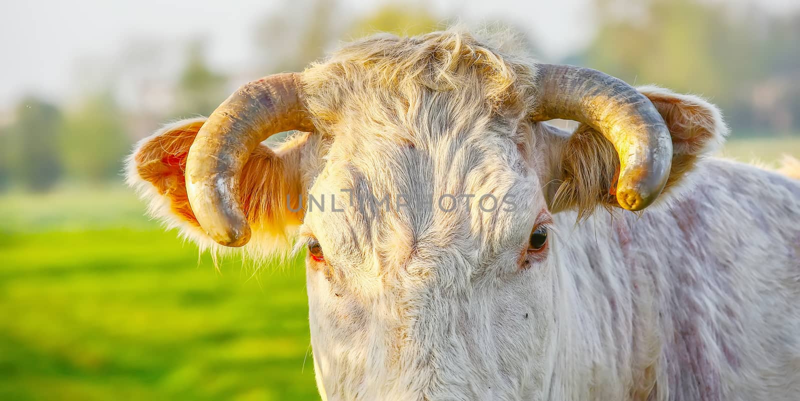 Head off blonde d'Aquitaine pedigree cow in a green natural meadow. Banner by pixinoo