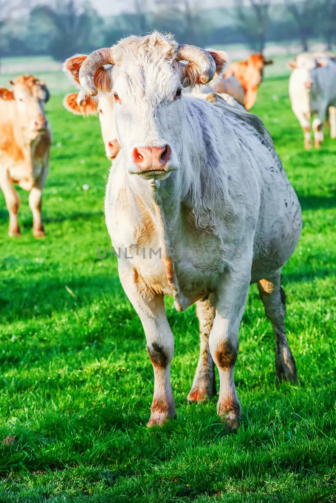 A blonde d'Aquitaine pedigree cow in a green natural meadow