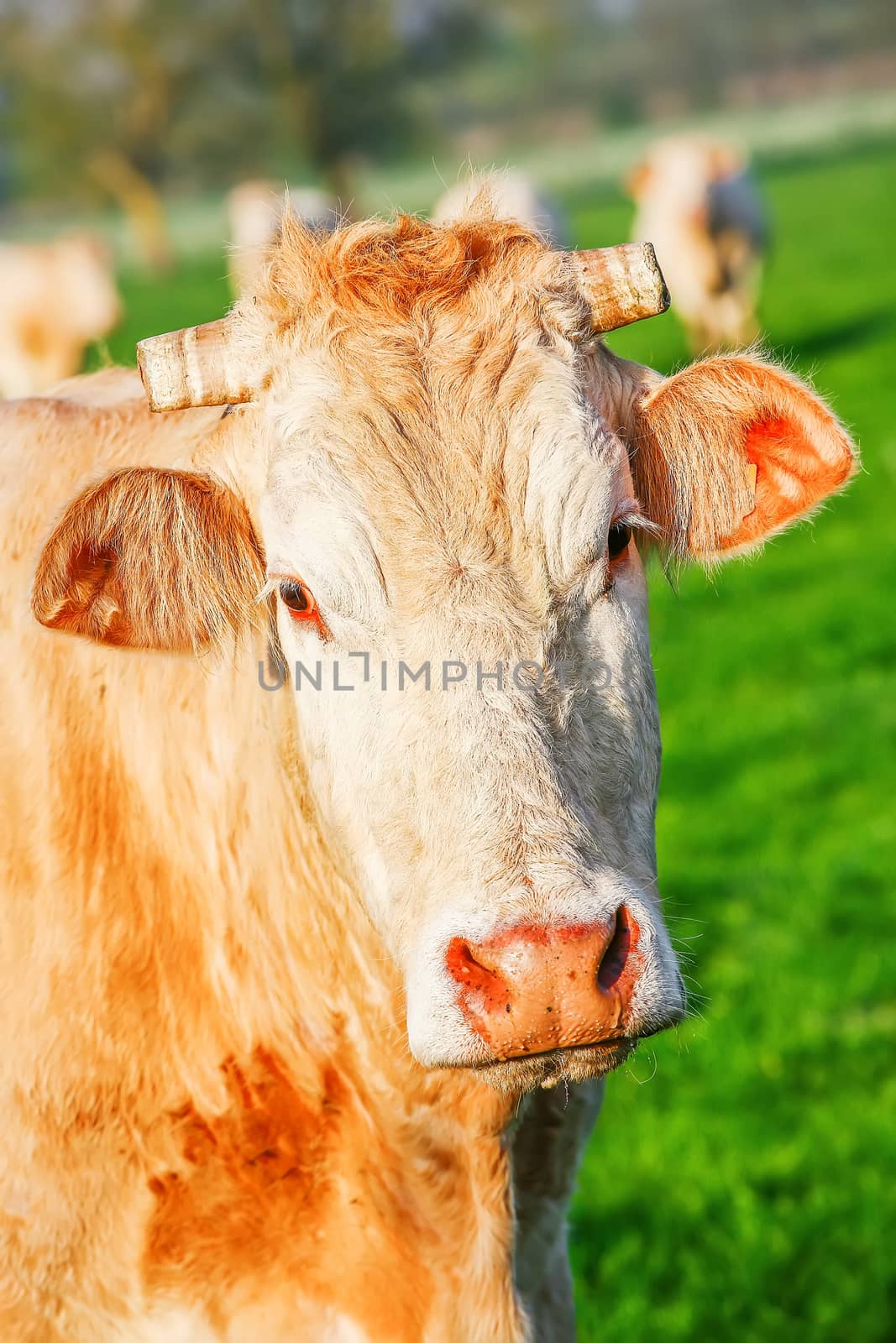 A blonde d'Aquitaine pedigree cow in a green natural meadow